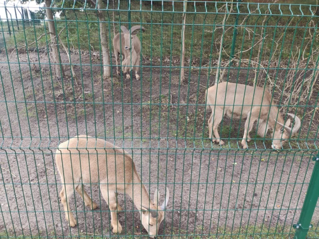 mini zoo